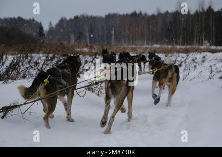 Hundehütte mit nördlichen Schlittenhunden. Team Alaska Huskies läuft schnell vorwärts und zieht den Schlitten im Winter während des Schneefalls. Rückansicht der Schwänze und Pfoten. Sporthund Stockfoto