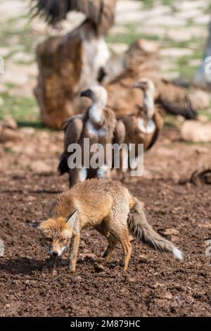 griffongeier, Zigeuner Fulvus, der einen Rotfuchs ansieht, Vulpes vulpes. Serra del Boumort, Lleida, Katalonien, Spanien Stockfoto