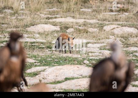 griffongeier, Zigeuner Fulvus, der einen Rotfuchs ansieht, Vulpes vulpes. Serra del Boumort, Lleida, Katalonien, Spanien Stockfoto