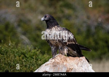 Bärtiger Geier, Gypaetus barbatus. Hoch oben auf einem Felsen. Serra del Boumort, Lleida, Katalonien, Spanien Stockfoto