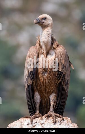 griffongeier, Zigeuner Fulvus. Hoch oben auf einem Felsen. Serra del Boumort, Lleida, Katalonien, Spanien Stockfoto