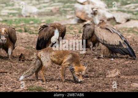 griffongeier, Zigeuner Fulvus, der einen Rotfuchs ansieht, Vulpes vulpes. Serra del Boumort, Lleida, Katalonien, Spanien Stockfoto