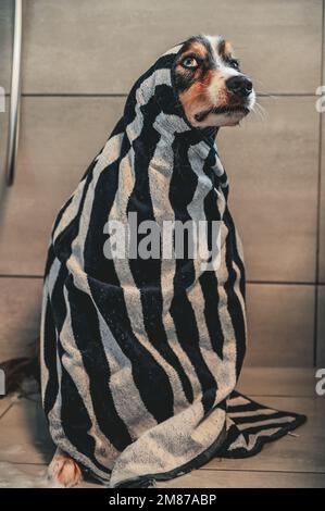 Eine vertikale Nahaufnahme eines bezaubernden australischen Schäferhundes, der nach einer Dusche in ein Handtuch gewickelt war Stockfoto