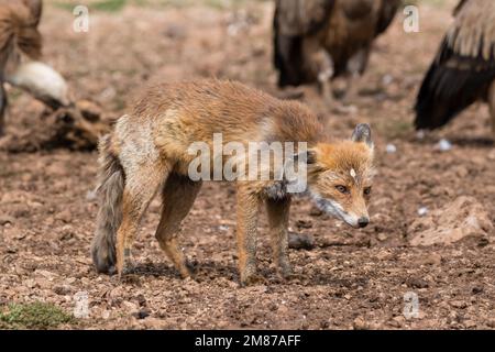 Rotfuchs, Vulpes vulpes, auf der Suche nach Nahrung. Serra del Boumort, Lleida, Katalonien, Spanien Stockfoto