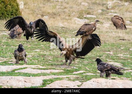 Drei Arten von Geiern zusammen, Schwarzgeier, Aegypius monachus, Bartgeier, Gypaetus barbatus und Greiffongeier Gyps fulvus. Serra del Bo Stockfoto