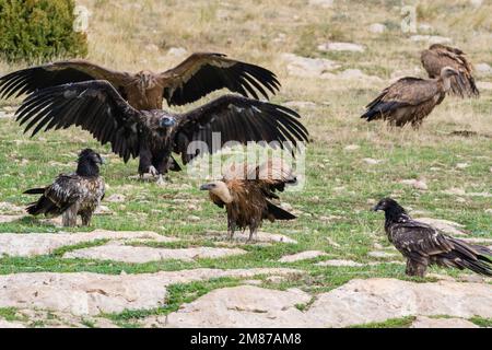 Drei Arten von Geiern zusammen, Schwarzgeier, Aegypius monachus, Bartgeier, Gypaetus barbatus und Greiffongeier Gyps fulvus. Serra del Bo Stockfoto