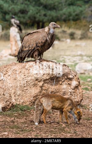 griffongeier, Zigeuner Fulvus, der einen Rotfuchs ansieht, Vulpes vulpes. Serra del Boumort, Lleida, Katalonien, Spanien Stockfoto