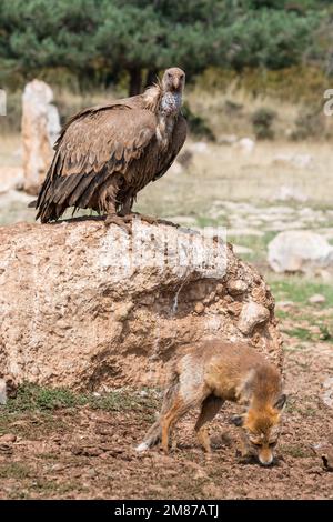 griffongeier, Zigeuner Fulvus, der einen Rotfuchs ansieht, Vulpes vulpes. Serra del Boumort, Lleida, Katalonien, Spanien Stockfoto