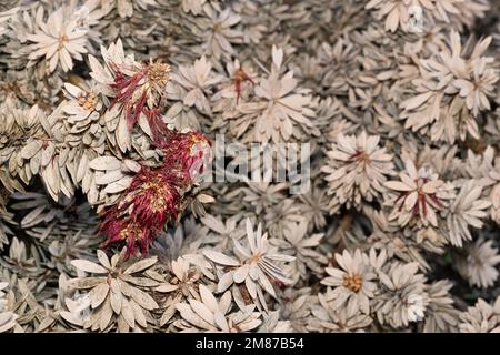 Tote und sterbende Flaschenbürstenpflanzen (Callistemon) nach Einwirkung von eiskalten Eisstürmen in Texas USA. Stockfoto