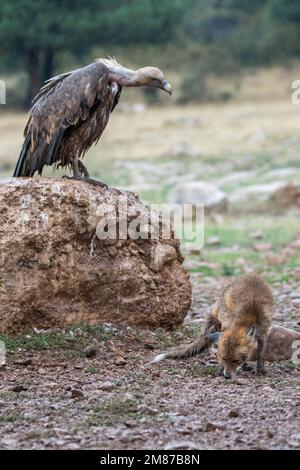 griffongeier, Zigeuner Fulvus, der einen Rotfuchs ansieht, Vulpes vulpes. Serra del Boumort, Lleida, Katalonien, Spanien Stockfoto