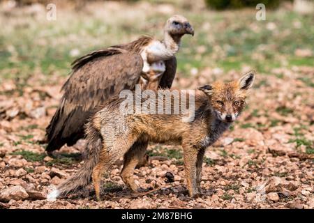 griffongeier, Zigeuner Fulvus, der einen Rotfuchs mit einem floppigen Ohr ansieht, Vulpes vulpes. Serra del Boumort, Lleida, Katalonien, Spanien Stockfoto