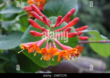 Trompete Geißblatt (Lonicera sempervirens) Stockfoto