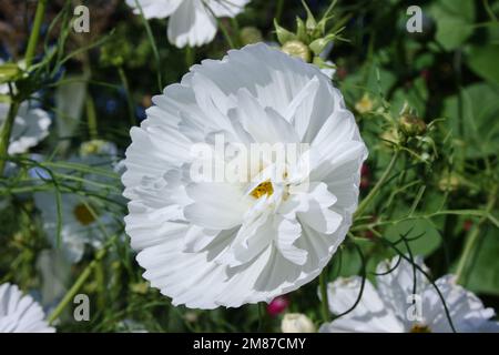 Blume des mexikanischen Asters (Cosmos bipinnatus „Psyche White“) Stockfoto