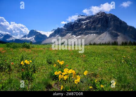 Wildflowers Bloom am Icefields Parkway Stockfoto