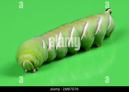 Grüne Raupe Privet-Falkenmotte (Sphinx ligustri) oder Mottenschmetterling (Sphingidae) auf Grün. Seitenansicht. Stockfoto