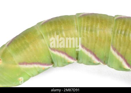 Grüne Raupe Privet-Falkenmotte (Sphinx ligustri) oder Mottenschmetterling (Sphingidae) auf Weiß. Seitenansicht. Stockfoto