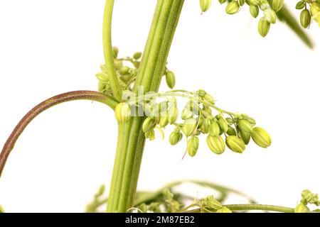 Cannabisblüten, Seitenansicht isoliert auf weiß. Extreme Nahaufnahme. Hochauflösendes Foto. Volle Schärfentiefe. Stockfoto