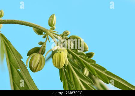 Cannabisblumen, Seitenansicht isoliert auf blau. Extreme Nahaufnahme. Hochauflösendes Foto. Volle Schärfentiefe. Stockfoto