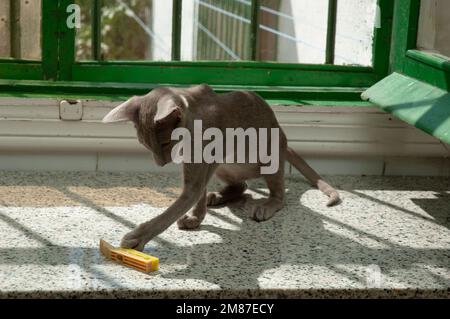 Russische blaue reinrassige Katze, die am Fenster spielt Stockfoto