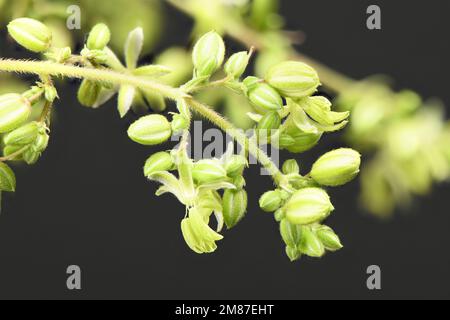 Cannabisblumen, Seitenansicht isoliert auf Schwarz. Extreme Nahaufnahme. Hochauflösendes Foto. Volle Schärfentiefe. Stockfoto