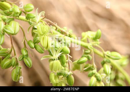 Cannabisblüten, Seitenansicht isoliert auf Braun. Extreme Nahaufnahme. Hochauflösendes Foto. Volle Schärfentiefe. Stockfoto