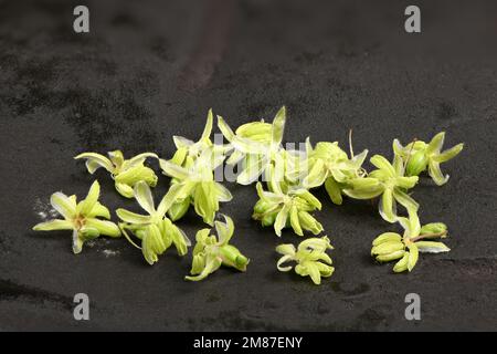 Cannabisblumen, Seitenansicht isoliert auf Schwarz. Extreme Nahaufnahme. Hochauflösendes Foto. Volle Schärfentiefe. Stockfoto