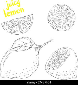 Zitronen-Zeichensatz. Vektorsammlung handgezogener Zitronenfrüchte. Stock Vektor