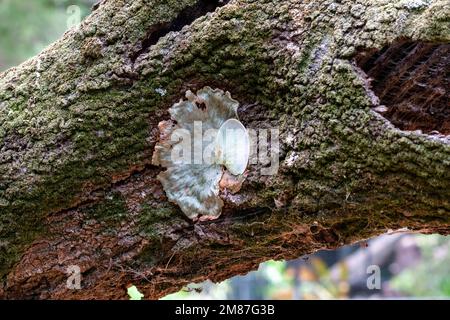 Eine unidentifizierte Flechte, die an einem Baum in einem Park in Sydney, NSW, Australien wächst (Foto: Tara Chand Malhotra) Stockfoto