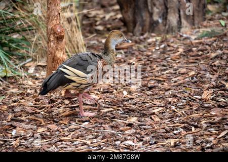 Plumed Whistling-Duck (Dendrocygna eytoni) in einem Wildlife Park in Sydney, NSW, Australien. (Foto: Tara Chand Malhotra) Stockfoto