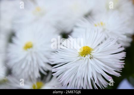 Aster alpines Frottee. Hochauflösendes Foto. Selektiver Fokus. Stockfoto