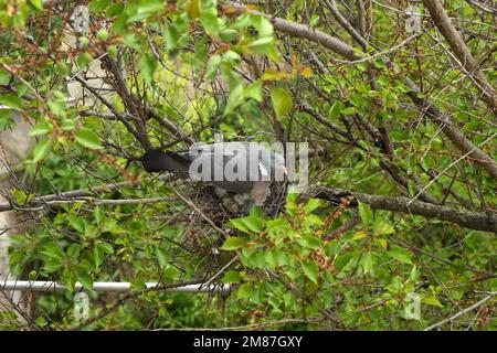 Eine gewöhnliche Holztaube im Nest. Blick von oben. Es gibt zwei Vögel im Nest. Hochauflösendes Foto. Selektiver Fokus. Stockfoto