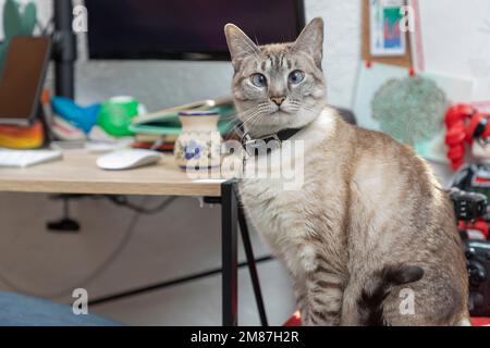 CAT sieht in die Kamera, sitzt zu Hause auf dem Schreibtisch, während sein Besitzer arbeitet. Stockfoto