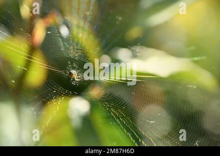Spider im Netz in der Hintergrundbeleuchtung. Das Netz schimmert mit allen Farben des Regenbogens. Wunderschönes Bokeh im Hintergrund. Hochauflösendes Fotopapier Stockfoto