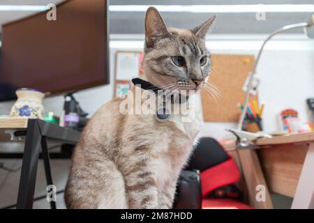 Eine Katze, die auf dem Schreibtisch eines Hauses sitzt, während ihr Besitzer zu Hause arbeitet. Stockfoto