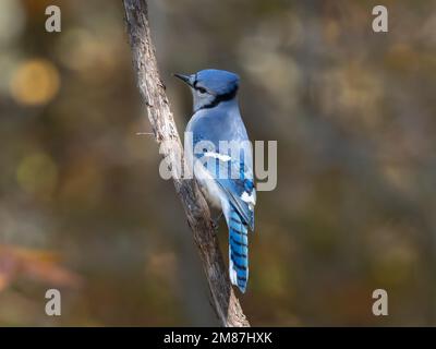 Bunter Blue Jay, der auf einem Ast im Wald thront Stockfoto
