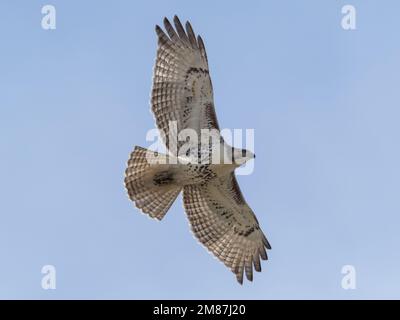 Nahaufnahme eines Rotschwanz-Falken im Flug Stockfoto