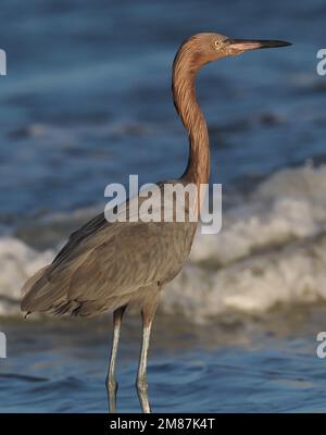 Ein erwachsener rötlicher Egret, der aktiv in der Brandung am Strand speist Stockfoto