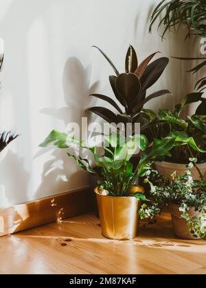 Stilvolles Interieur mit vielen verschiedenen Zimmerpflanzen Interieur mit Pflanzen im Wohnzimmer auf dem Boden. Zur Zusammensetzung von Hausgartenpflanzen in Industriegarnelen Stockfoto