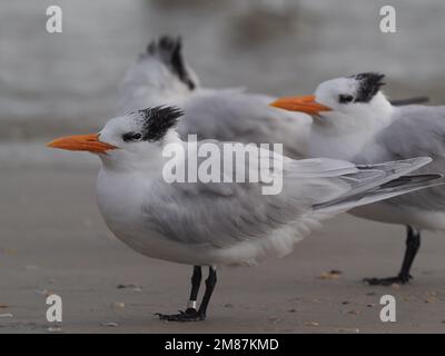 Nahaufnahme der erwachsenen Royal Tern am Strand Stockfoto