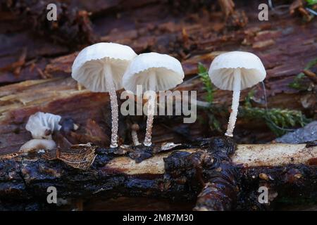 Marasmiellus ramealis, gemeinhin bekannt als Twig Parachute, Wildpilze aus Finnland Stockfoto