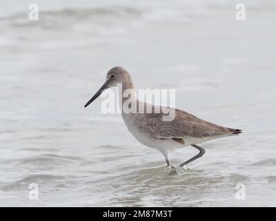 Nahaufnahme einer Western Willet in einfachem Wintergefieder, die in der Brandung am Ufer des Wassers waten Stockfoto