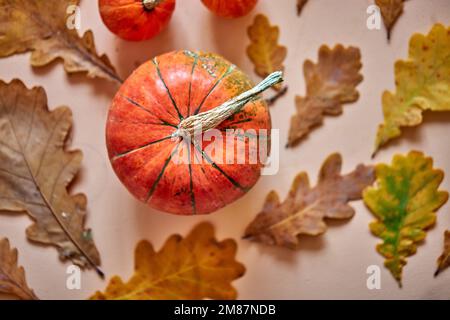 Kürbisse und gelbe Blüten an der Oberfläche. Platz kopieren, Draufsicht. Flaches Lay, Platz für Text. Herbstgemüse Stockfoto