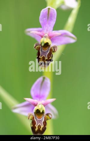 Bienenorchidee Ophrys apifera blühende Wildpflanze im Frühling in Europa Stockfoto