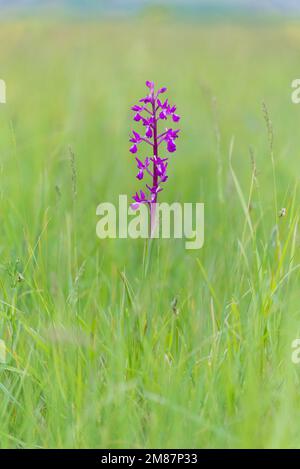 Anacamptis laxiflora - Lachs-blühende Orchidee, die auf einer Frühlingswiese in Frankreich wächst Stockfoto