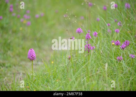 Pyramidenorchideen Anacamptis pyramidalis blühen auf Graswiesen im Frühling. Charente-Maritime, Südwestfrankreich Stockfoto