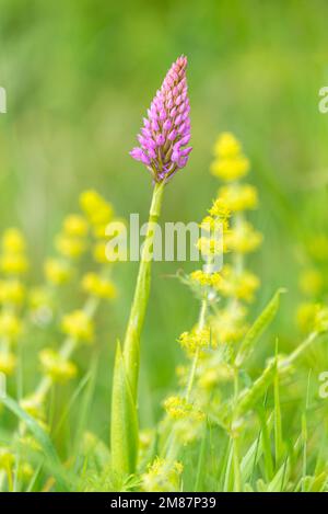 Pyramidenorchidee (Anacamptis pyramidalis) Blütenspitze im Frühling. Charente-Maritime, Südwestfrankreich Stockfoto