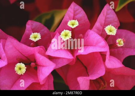 Leuchtend rosa Blüten aus nächster Nähe. Blüht rosa Blüten. Stockfoto