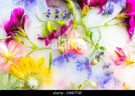 Sommer Hintergrund von gefrorenen Blumen in Eis, Kornblumen und Geranien, Osteosperum und Lavendel und Nelke Stockfoto