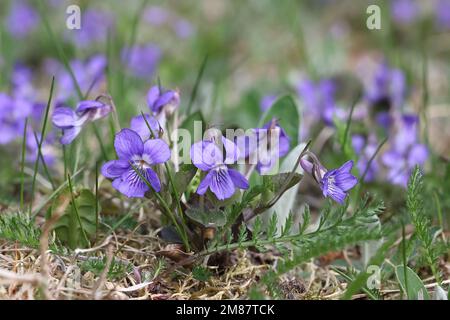 Viola rupestris, gemeinhin bekannt als Teesdale Violet, wilde Frühlingsblume aus Finnland Stockfoto