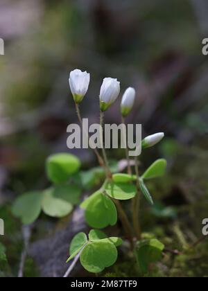 Oxalis acetosella, gemeinhin bekannt als Wood Sorrel oder Common Wood Sorrel, wilde Frühlingsblume aus Finnland Stockfoto